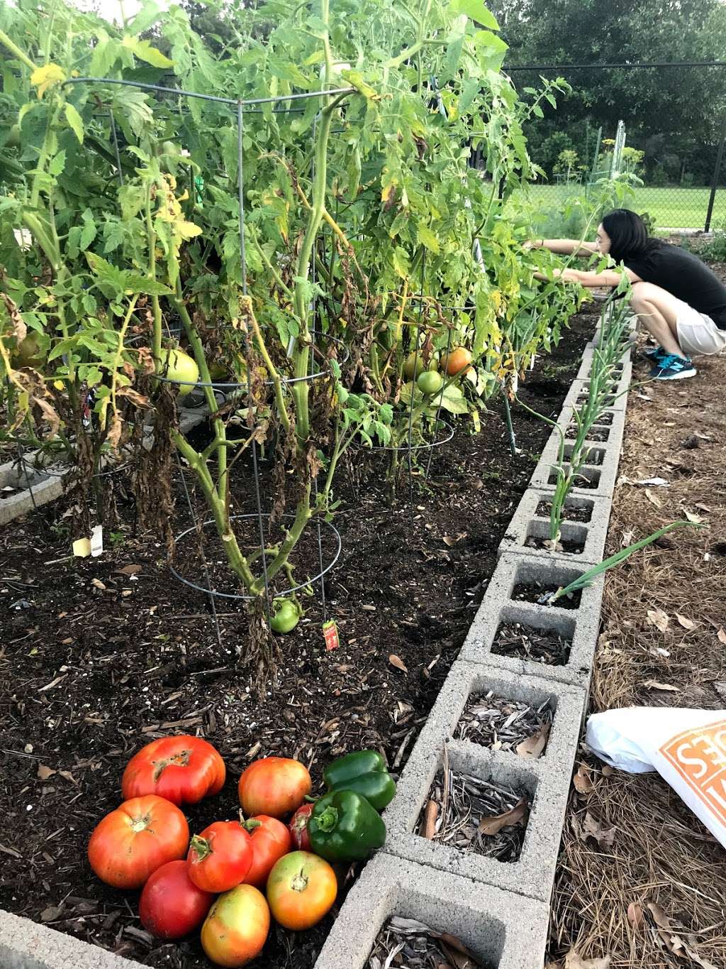 Alden Bridge Community Garden | The Woodlands, TX 77384, USA | Phone: (281) 210-3924