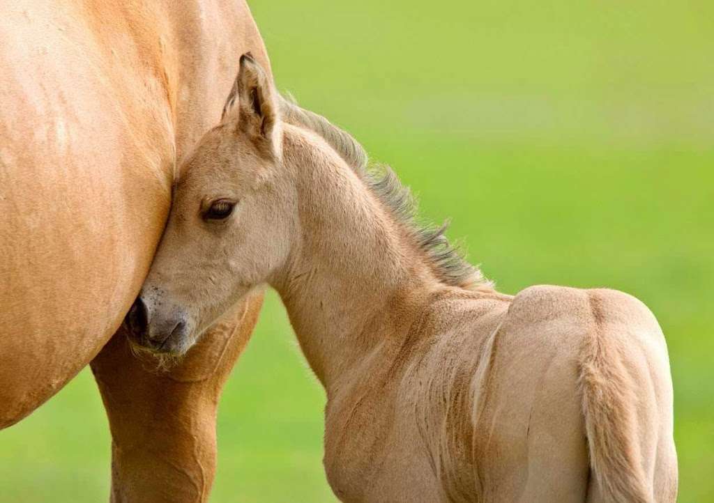 Rancho Linda Mio Horse Boarding And Training | 1550 Tierra Rejada Rd, Simi Valley, CA 93065, USA | Phone: (805) 368-4518