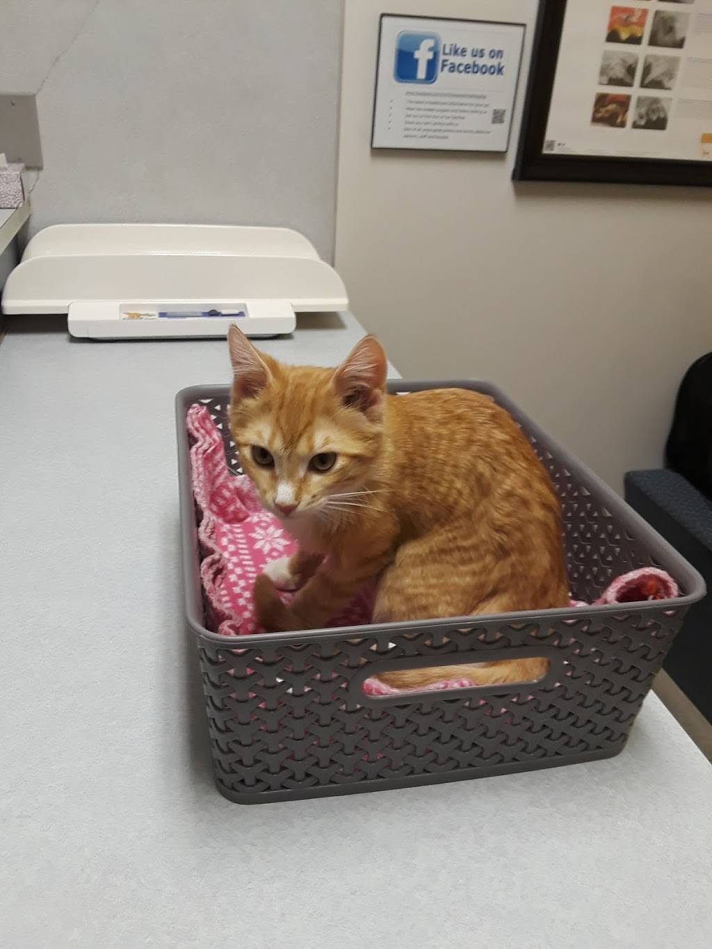 North St. Paul Animal Hospital | 2211 11th Ave, North St Paul, MN 55109, USA | Phone: (651) 777-8391