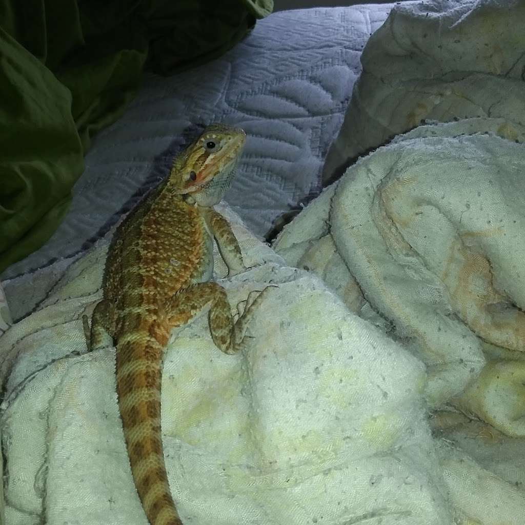 Dachiu Bearded Dragons | 433.5 Furnace St, Shenandoah, PA 17976, USA | Phone: (570) 462-2196