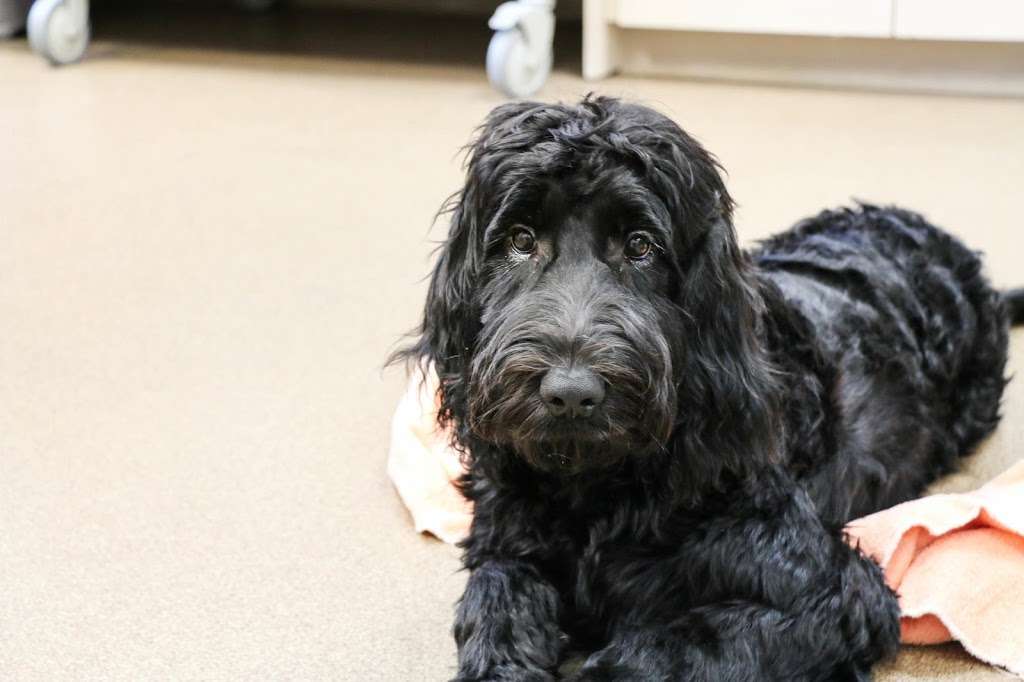 AniMed Animal Hospital | 1715 SW, MO-7, Blue Springs, MO 64014, USA | Phone: (816) 220-0222