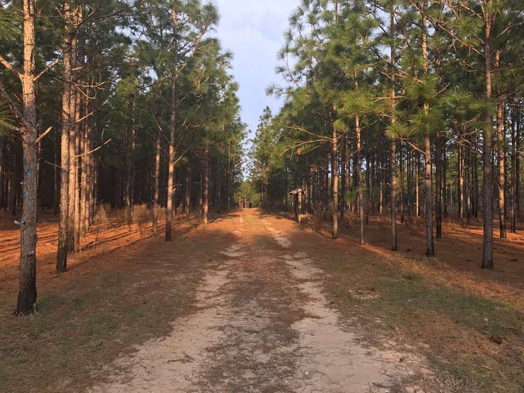 Chernobyl Memorial Forest | Ocklawaha, FL 32179