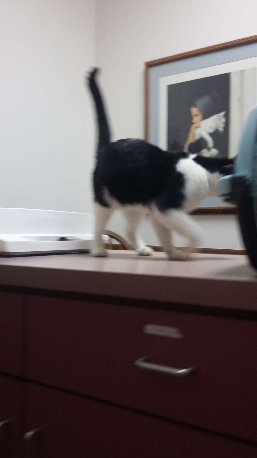 Valley Animal Hospital | 993 W Valley Blvd #120, Bloomington, CA 92316, USA | Phone: (909) 877-2384
