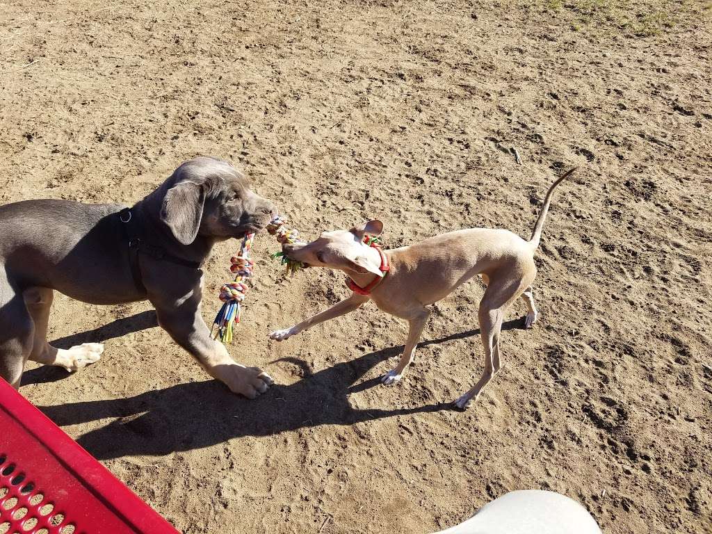 Deptford Doggie Park | 505 Deptford Ave, Westville, NJ 08093, USA Deptford Doggie Park | 505 Deptford Ave, Westville, NJ 08093, USA