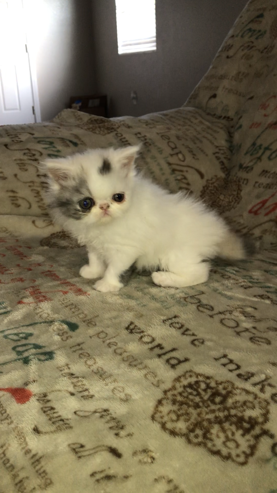 Purrty Persians Kittens | 789 Fuchsia St, Corona, CA 92879 | Phone: (951) 642-2700