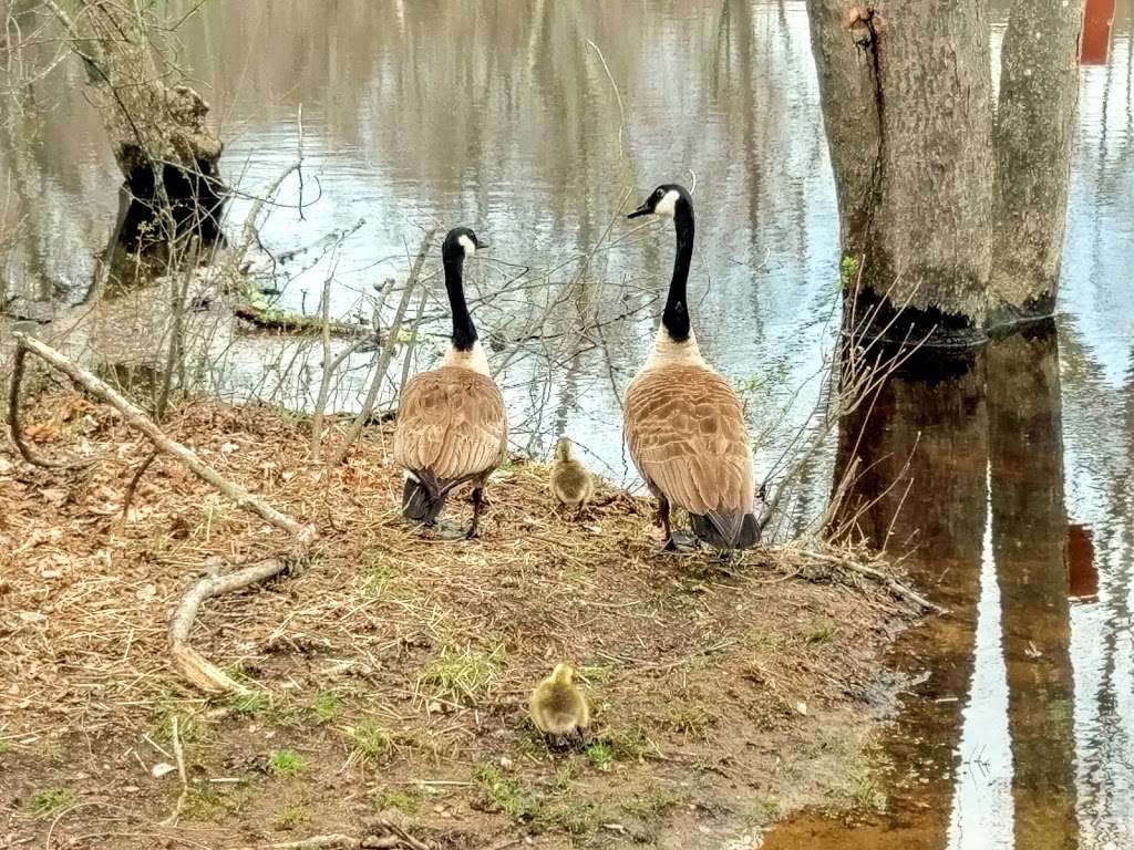 Great Meadows National Wildlife Refuge Concord Unit | Monsen Rd, Concord, MA 01742 | Phone: (978) 443-4661