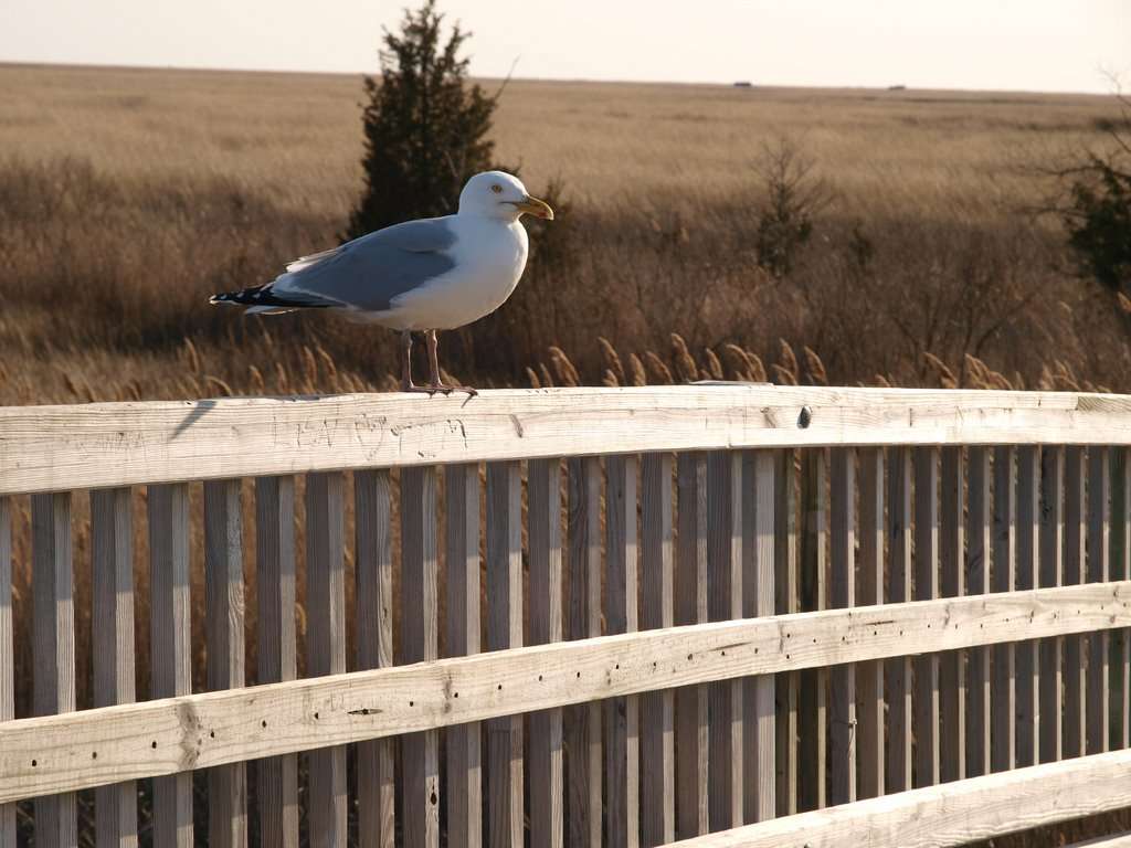 Natural Lands Glades Wildlife Refuge | Turkey Point Rd, Newport, NJ 08345, USA | Phone: (856) 825-9952