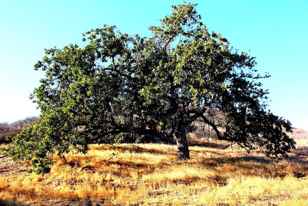 Sunrise Meadows Open Space | 6613 Smoke Tree Ave, Oak Park, CA 91377, USA | Phone: (805) 584-4400