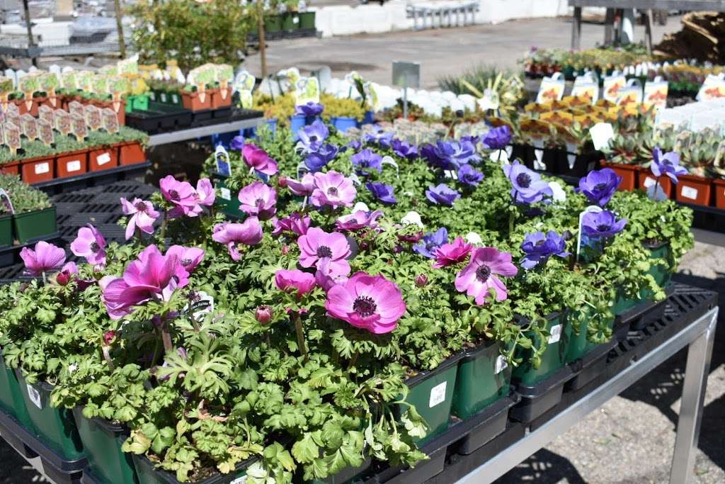 Wolf Hill Garden Center | 60 Turnpike Rd, Ipswich, MA 01938 | Phone: (978) 356-6342