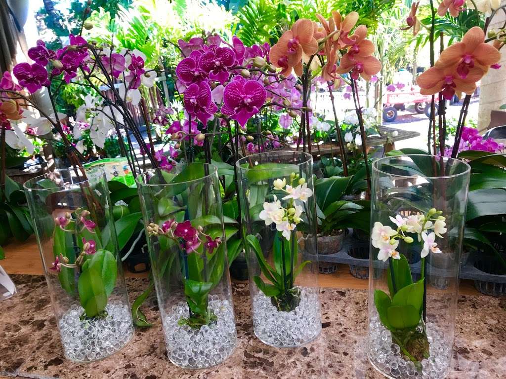 Bamboo And Orchid Gardens | 2325 S Flamingo Rd, Davie, FL 33325, USA | Phone: (954) 931-7733 Bamboo And Orchid Gardens | 2325 S Flamingo Rd, Davie, FL 33325, USA | Phone: (954) 931-7733