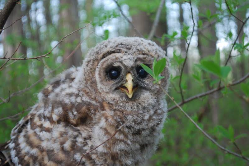 Mengerson Nature Reserve - ACRES Land Trust | 5895 Stellhorn Rd, Fort Wayne, IN 46815, USA | Phone: (260) 637-2273