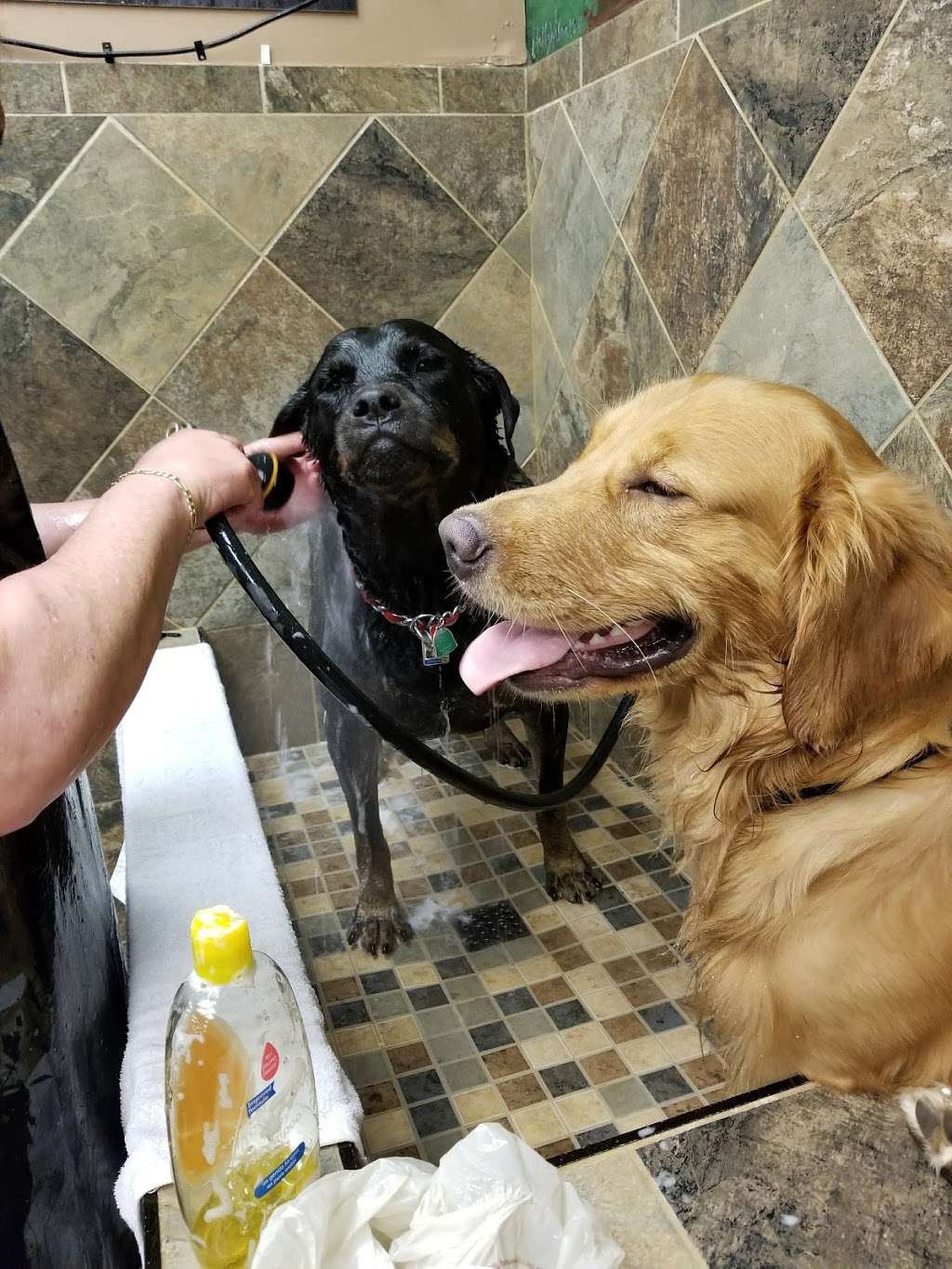 Pet Valu | 104 Baltimore Pike, Springfield, PA 19064, USA | Phone: (484) 479-3428