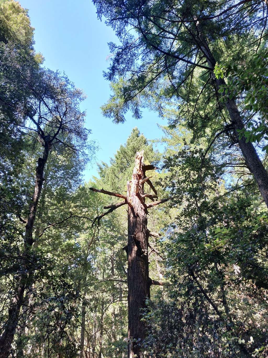 Castle Rock Trail | Castle Rock Trail, Los Gatos, CA 95033