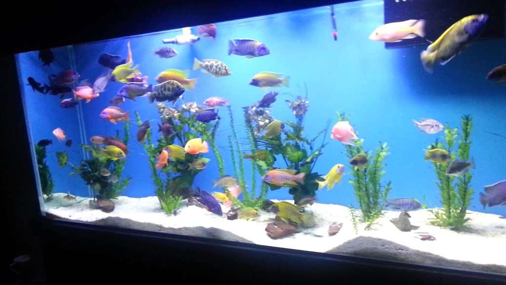 Aquatic Creations | 12729 1/2 foothill blvd, Sylmar, CA 91342 | Phone: (818) 370-9778