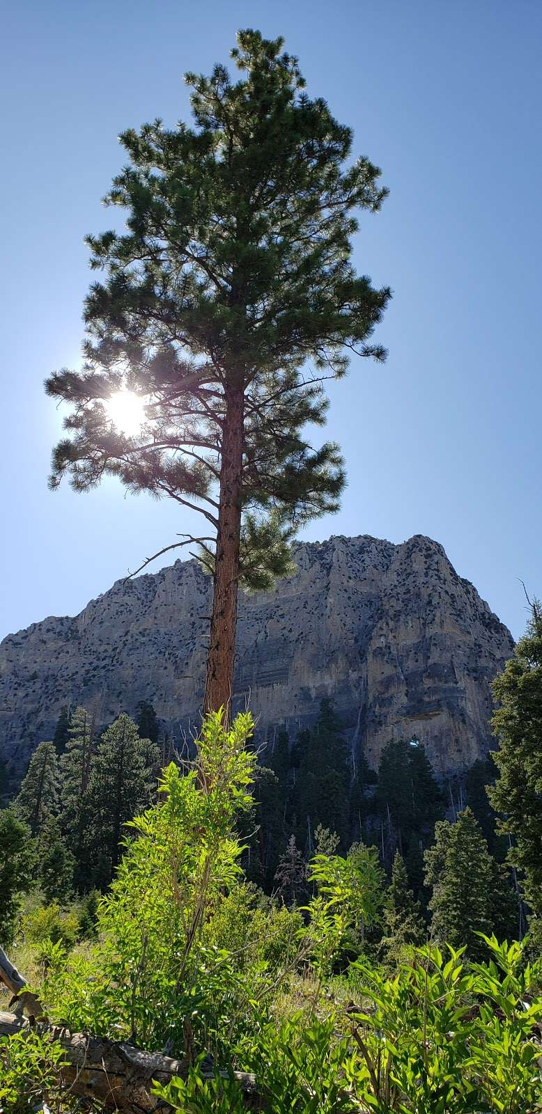 Cathedral Rock Trailhead | Cathedral Picnic Area, Mt Charleston, NV 89124