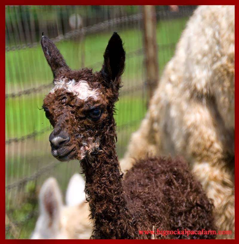 Big Rock Alpaca Farm | 186 Big Rock Rd, East Berlin, PA 17316, USA | Phone: (888) 544-7874