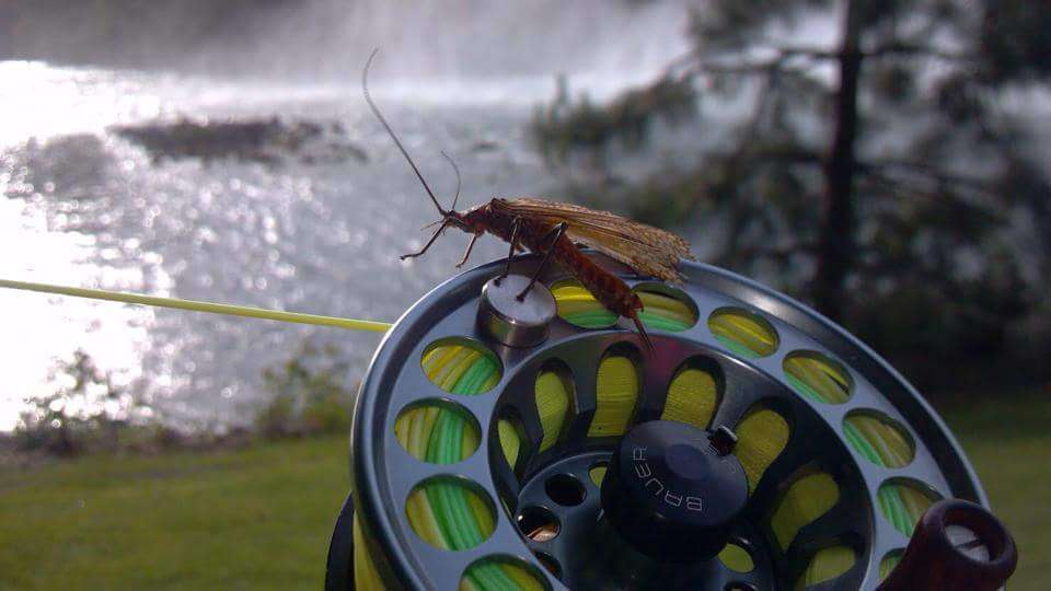 Discountflies Online Fly Shop | 3105 E Phillips Dr, Centennial, CO 80122 | Phone: (303) 741-4221