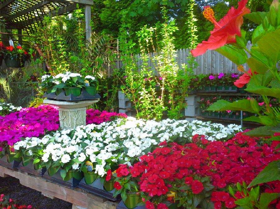 The Greenhouse Florist & Garden Center | 1778, 206 Norwood Ave, Oakhurst, NJ 07755, USA | Phone: (732) 531-4818