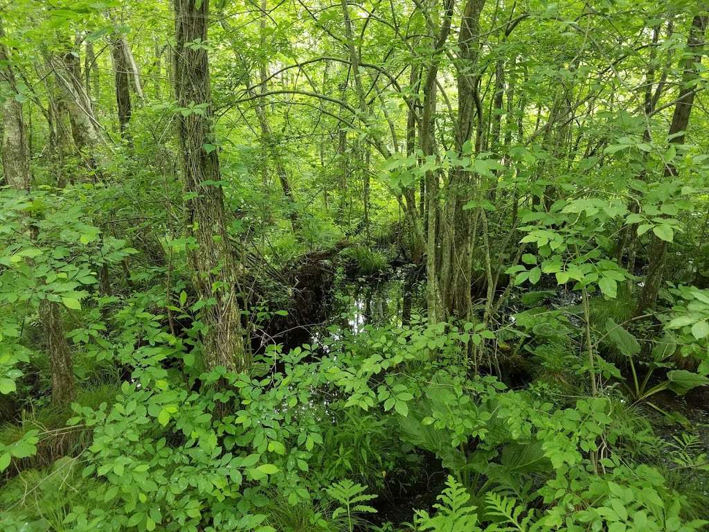 Bear Swamp & Lake Minge | Bangor, PA 18013, USA