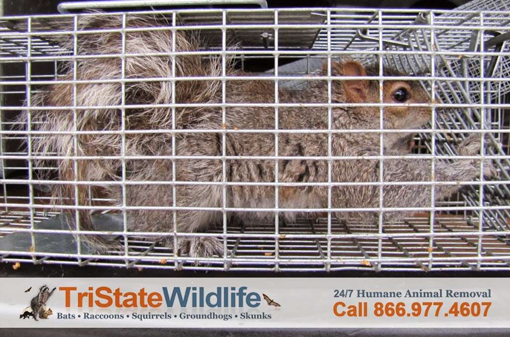 TriState Wildlife | 15 Elm Rd, Lake Peekskill, NY 10537, USA | Phone: (914) 257-3338