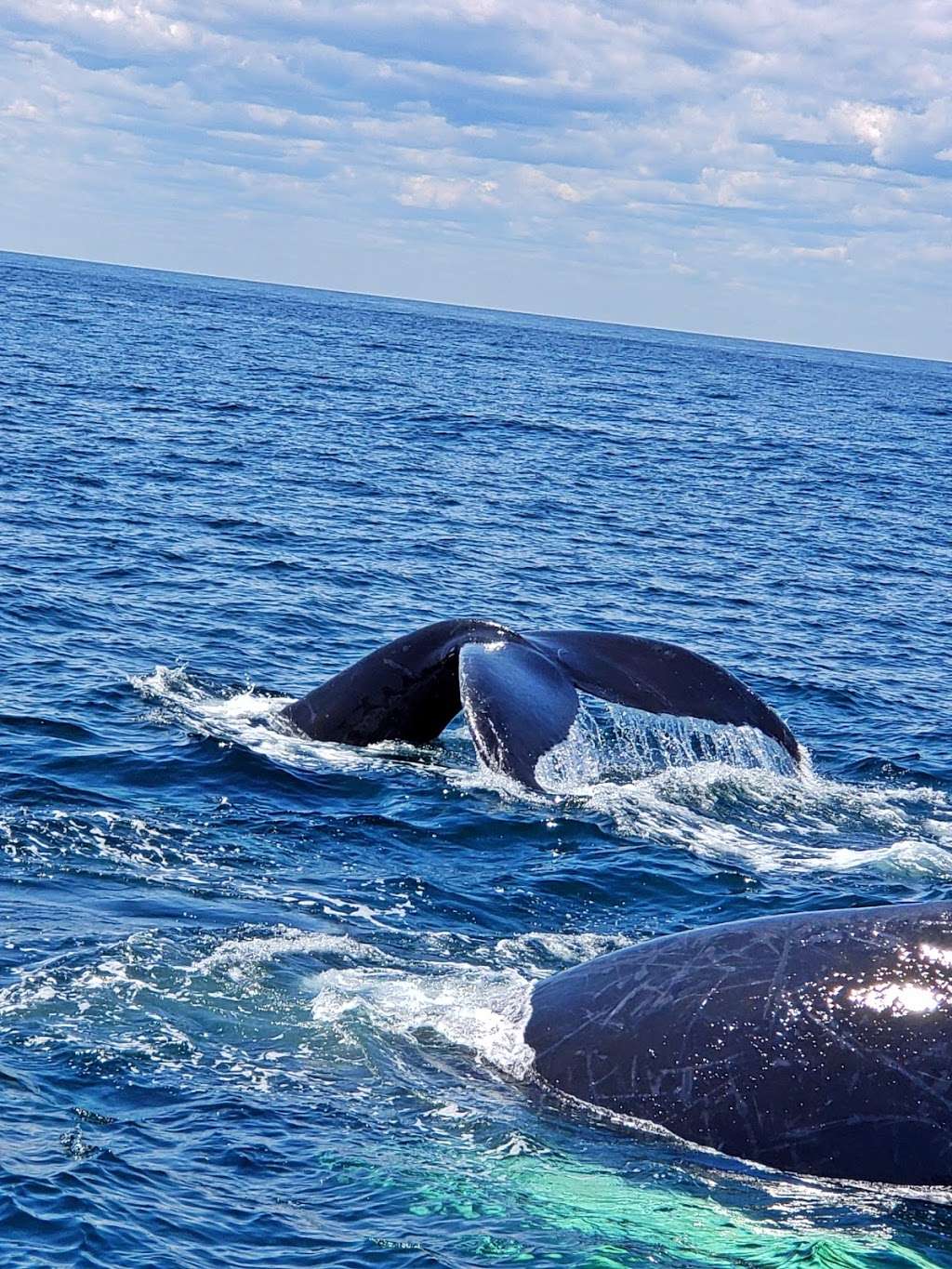 Cape Ann Whale Watch | 415 Main St, Gloucester, MA 01930, USA | Phone: (978) 283-5110
