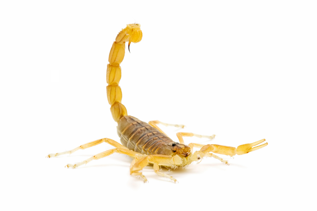 Nu Way Pest Control | 7126 Eckhert Rd Ste 1, San Antonio, TX 78238, USA | Phone: (210) 520-0500