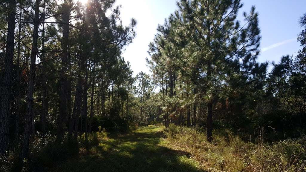 Wiregrass Prairie Preserve | 1751 Lopez Rd, Osteen, FL 32764