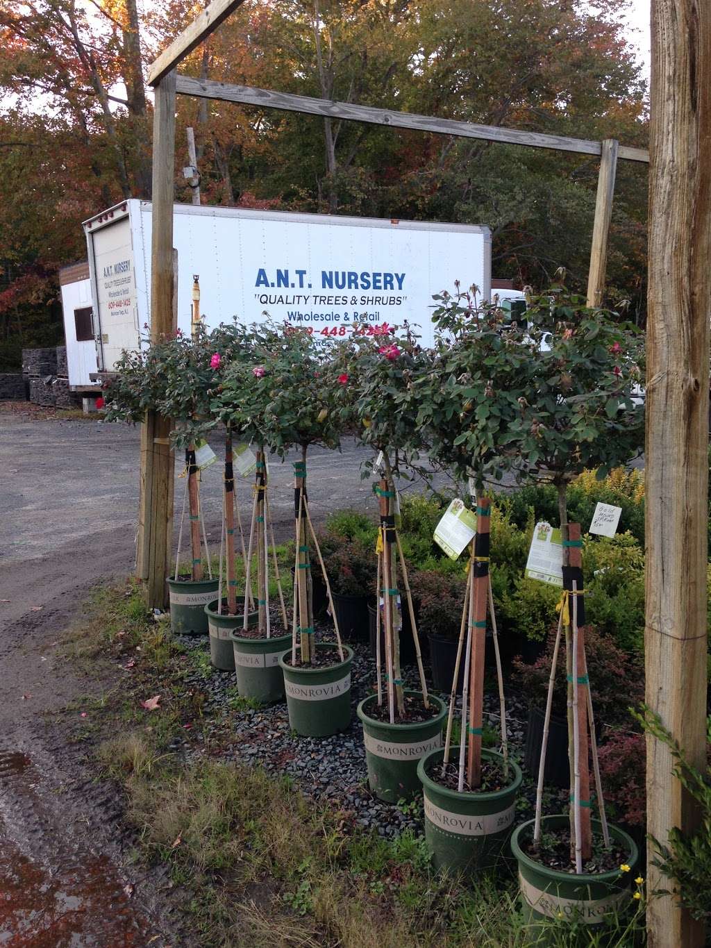 A.N.T. Nursery Inc | 1439 Perrineville Rd, Monroe Township, NJ 08831, USA | Phone: (609) 448-1425