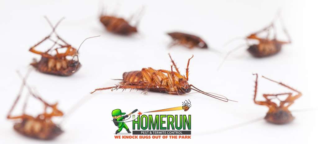 Home Run Pest & Termite Control | 2559 Elm Grove Rd, Wylie, TX 75098, USA | Phone: (972) 800-6354