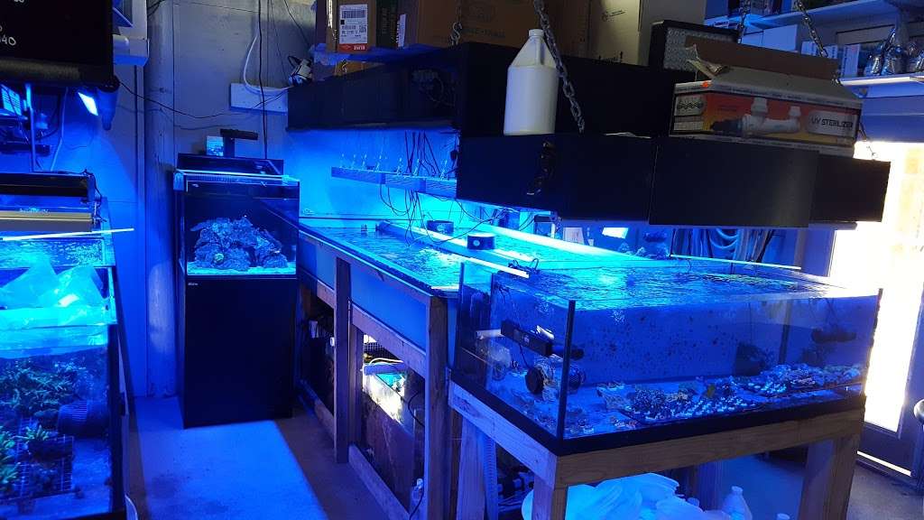 Blue Earth Corals & Aquariums | 5791 Desoto Rd, Lake Worth, FL 33463 | Phone: (561) 345-2944