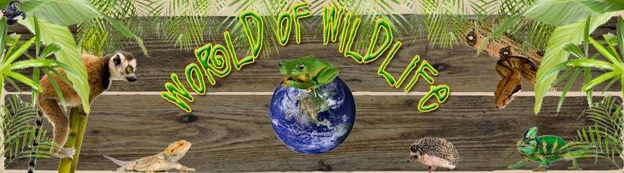 World of Wildlife | Long Lake Dr, Titusville, FL 32780, USA | Phone: (321) 747-0596