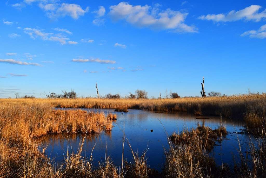 North Forty Natural Area | Hiking Trail, Brooklyn, NY 11234, USA