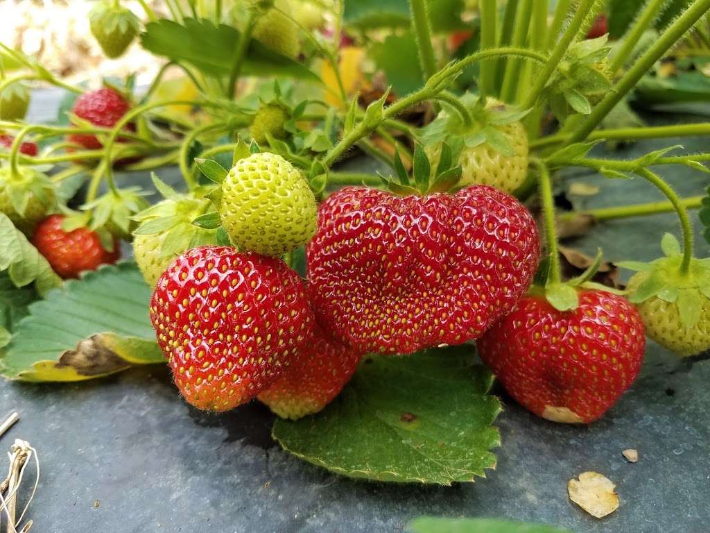 Brecknock Orchard | 390 Orchard Rd, Mohnton, PA 19540, USA | Phone: (717) 445-5704 Brecknock Orchard | 390 Orchard Rd, Mohnton, PA 19540, USA | Phone: (717) 445-5704
