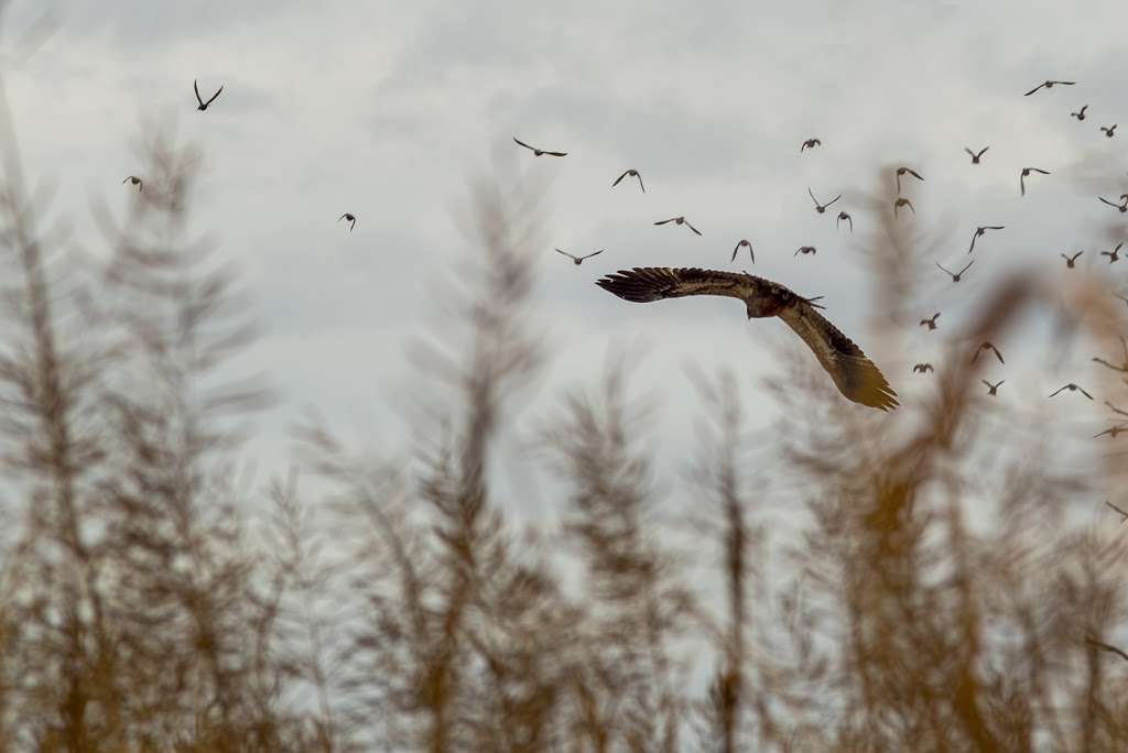 Cedar Swamp Wildlife Area | Delaware