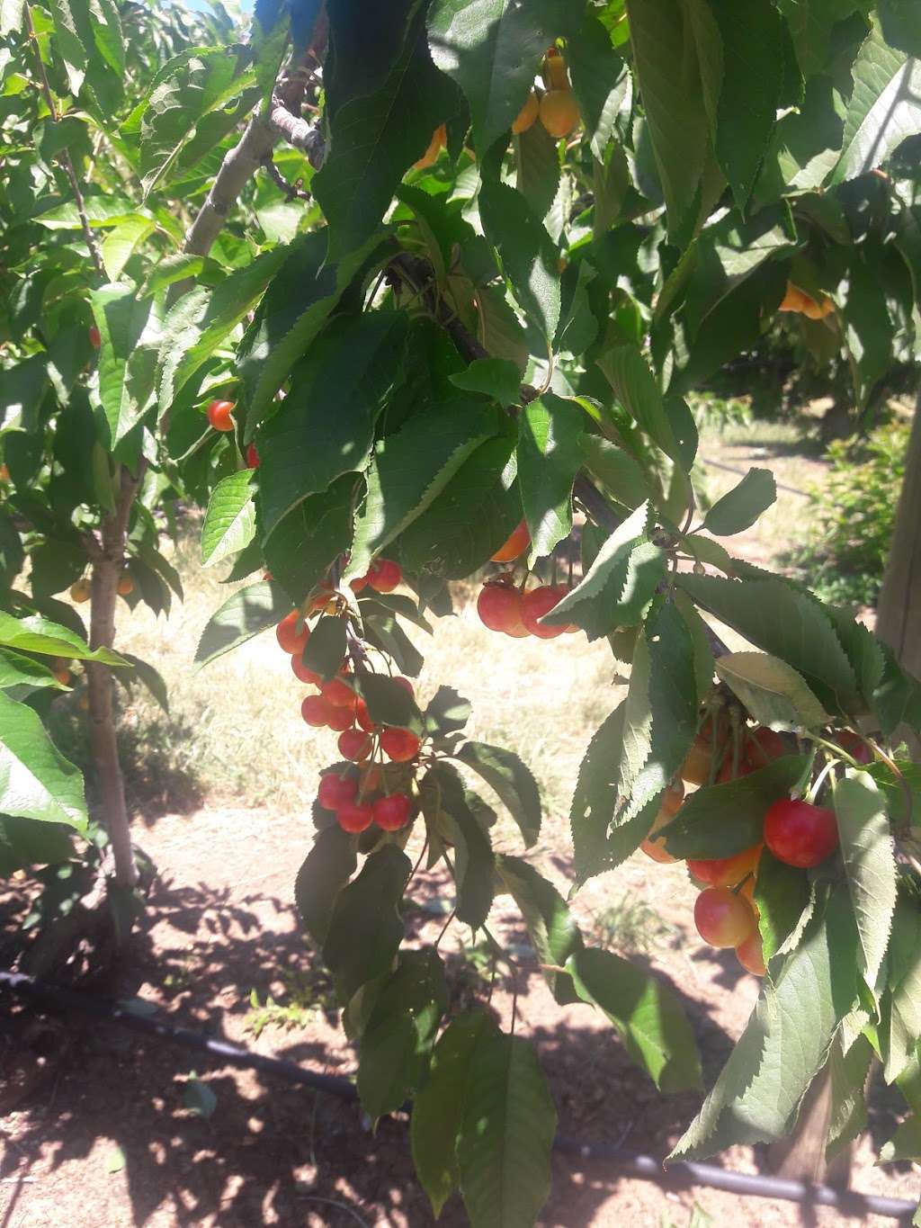 DCs Extraordinary Cherries | 22012 Marsh Creek Rd, Brentwood, CA 94513, USA | Phone: (925) 516-4495