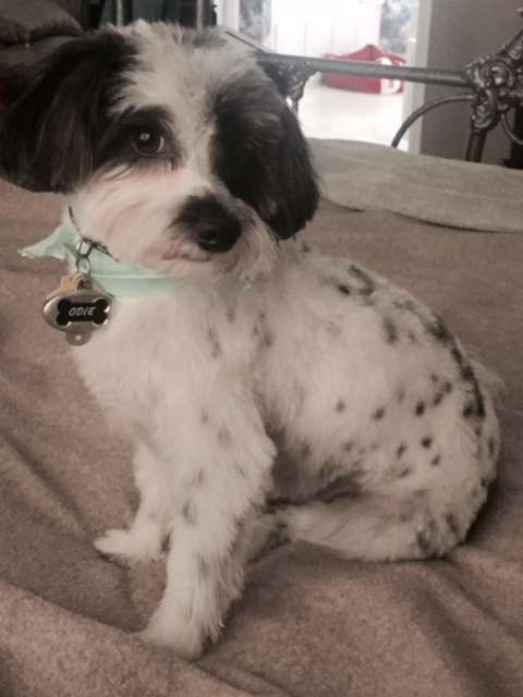 Foster Animal Clinic at Parkway Commons | 3805 Concord Pkwy S #124, Concord, NC 28027, USA | Phone: (704) 262-7387