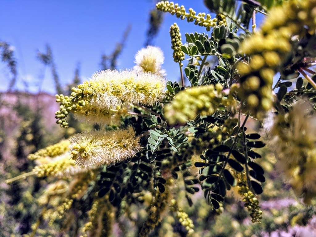 Shoreline Trailhead | Shoreline Trail, Boulder City, NV 89005, USA