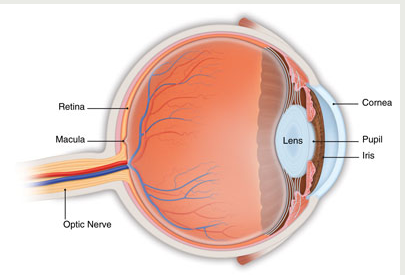 Advanced Retinal Institute Inc | 7808 W College Dr, Palos Heights, IL 60463, USA | Phone: (866) 497-2177