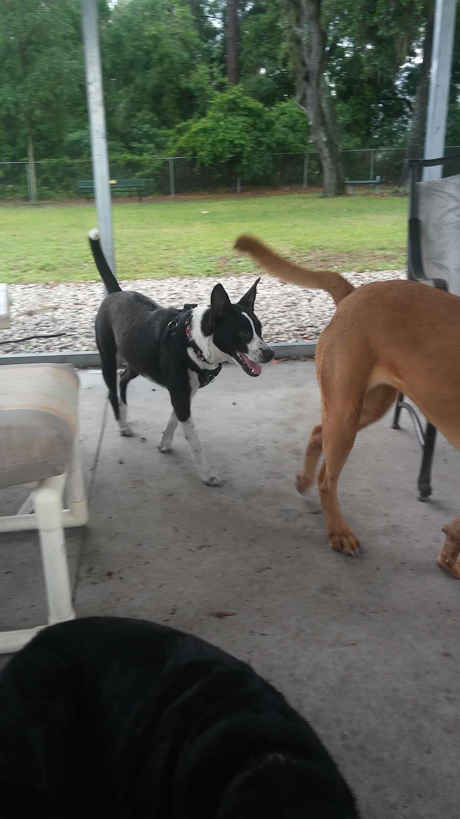 Mt Dora Dog Park | 1550 E 11th Ave, Mt Dora, FL 32757 | Phone: (352) 735-7183