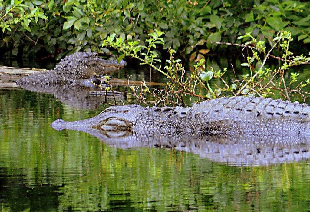Green Swamp Wildlife Management Area - park  | Photo 2 of 10 | Address: 28057 US Highway 471, Webster, FL 33597, USA | Phone: (863) 648-3200