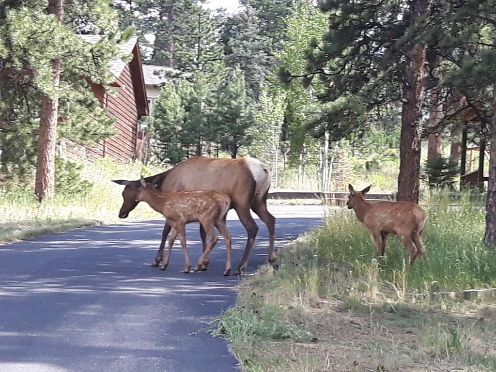 Monte Verde Cabin | 1001-1083 Middle Broadview Rd, Estes Park, CO 80517, USA | Phone: (970) 586-3708