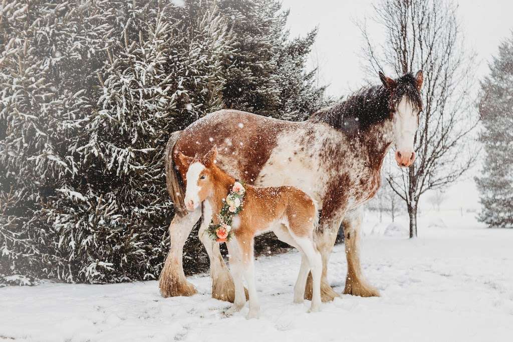 Sandy Acres Clydesdales | 10032 N Ruby Rd, La Porte, IN 46350, USA | Phone: (219) 369-3386