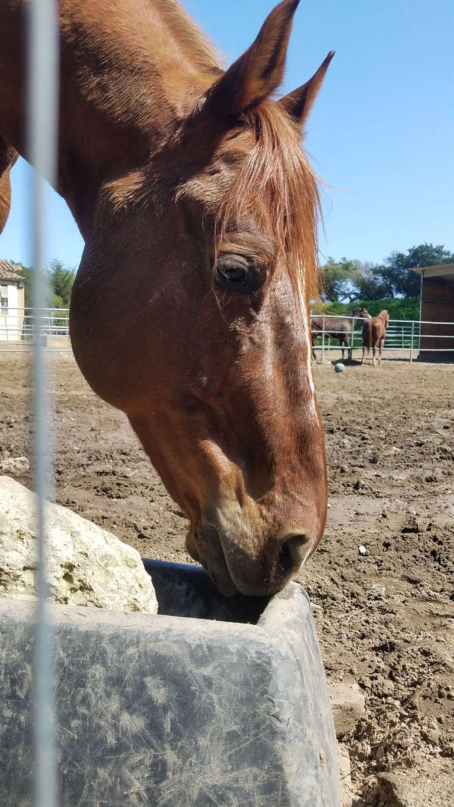 SFPD Stables | John F Kennedy Dr, San Francisco, CA 94122, USA | Phone: (415) 752-6255