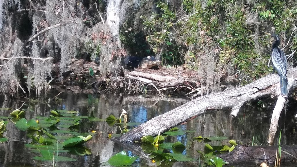 Emeralda Marsh Conservation Area | Emeralda Island Rd, Leesburg, FL 34788, USA | Phone: (386) 329-4404