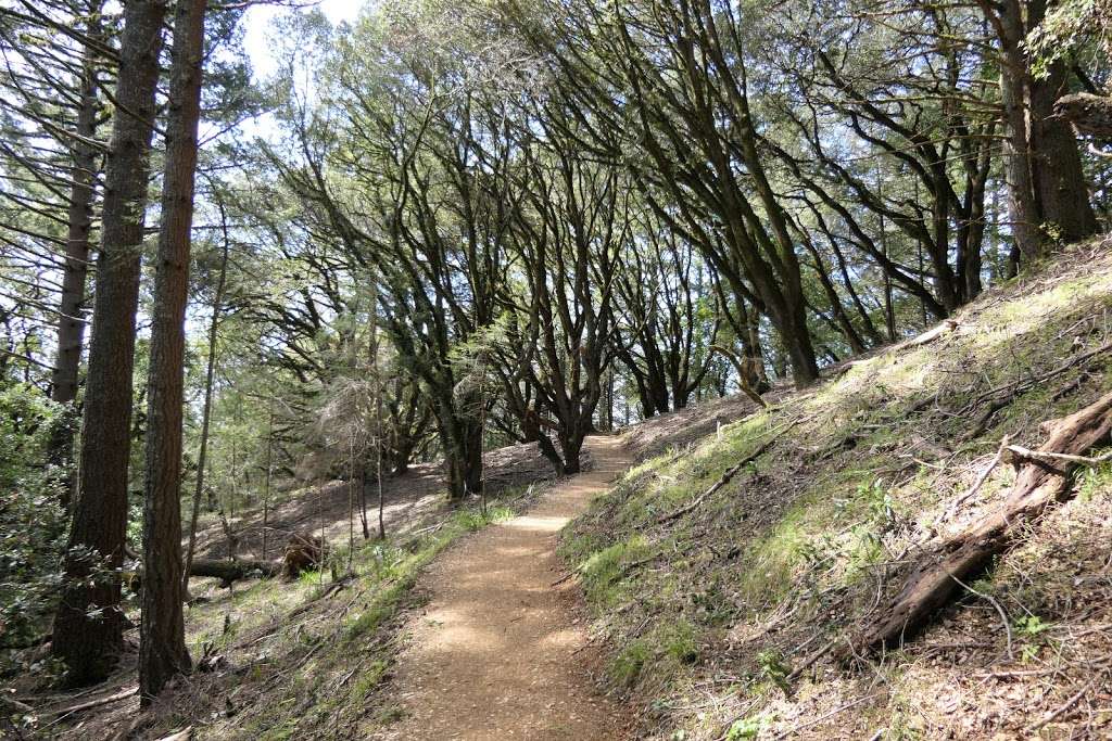 Dipsea Trail Head | Dipsea Trail, Stinson Beach, CA 94970, USA