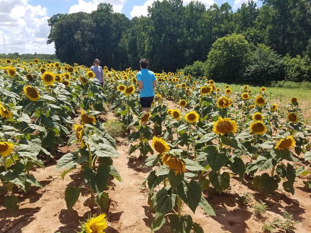 Draper WMA Sunflowers | McConnells, SC 29726, USA