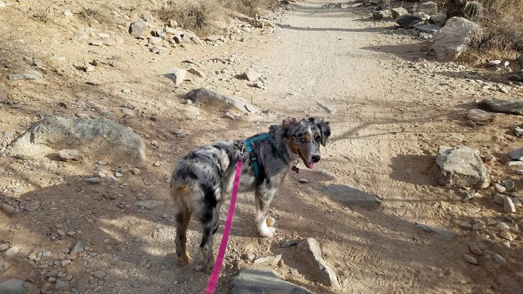 Lost Dog Wash Trailhead | 12601 N 124th St, Scottsdale, AZ 85259, USA