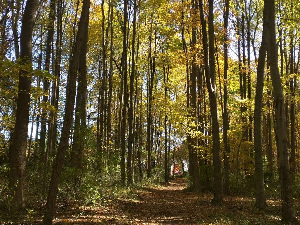 Roosevelt Woodland Trail | Tamara Dr, Roosevelt, NJ 08555, USA