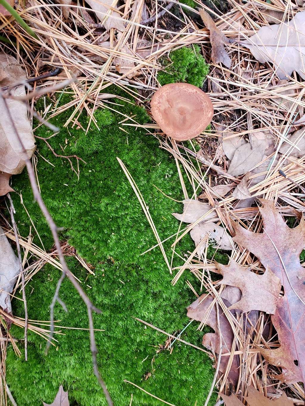 Cranberry Watershed Preserve | Bay Circuit Trail Kingston, Kingston, MA 02364, USA