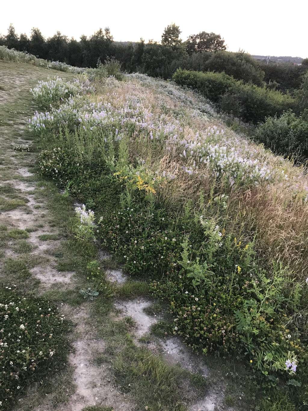 Moors Nature Reserve | Redhill RH1 4ER, UK